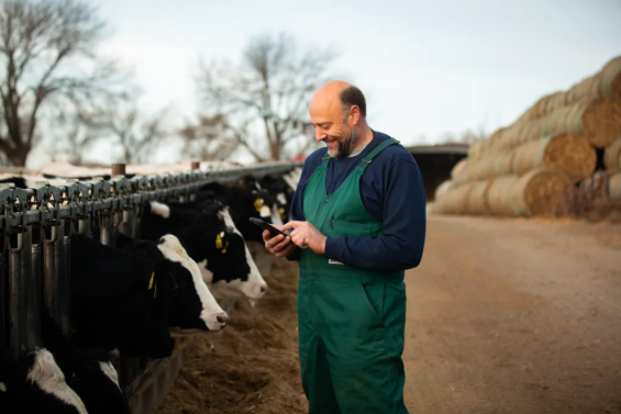 dairy monitoring technology on a dairy cattle farm